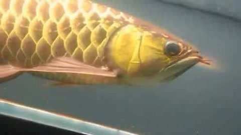 金龍魚眼睛的顏色有幾種：金龍魚的眼睛顏色 金龍魚眼睛的顏色有幾種：金龍魚的眼睛顏色 龍魚百科