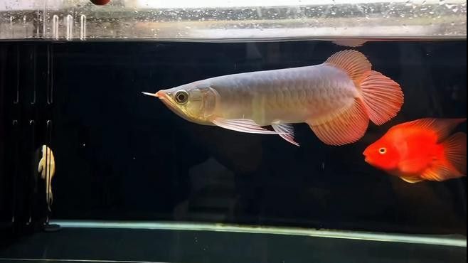哪些活餌適合銀龍魚？