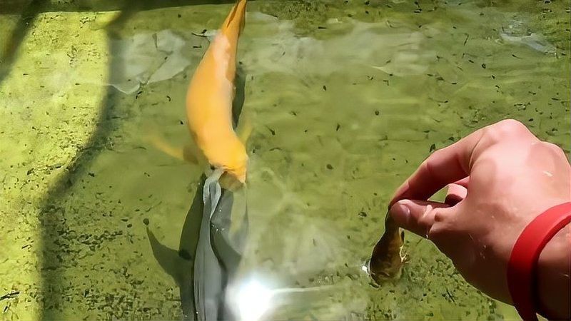 金龍魚會咬人嗎？
