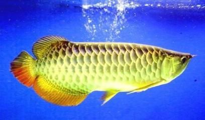 金龍魚冬天最低多少度:金龍魚在冬天最低多少度 龍魚百科 第2張 金龍魚冬天最低多少度:金龍魚在冬天最低多少度 金龍魚冬天最低多少度:金龍魚在冬天最低多少度 龍魚百科 第2張