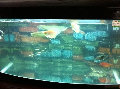 新開魚缸多久換水合適（新魚缸初期水質管理方法）