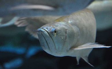 什么龍魚好養(yǎng)又好看又好養(yǎng)（如何選擇龍魚，過背金龍的選購技巧）