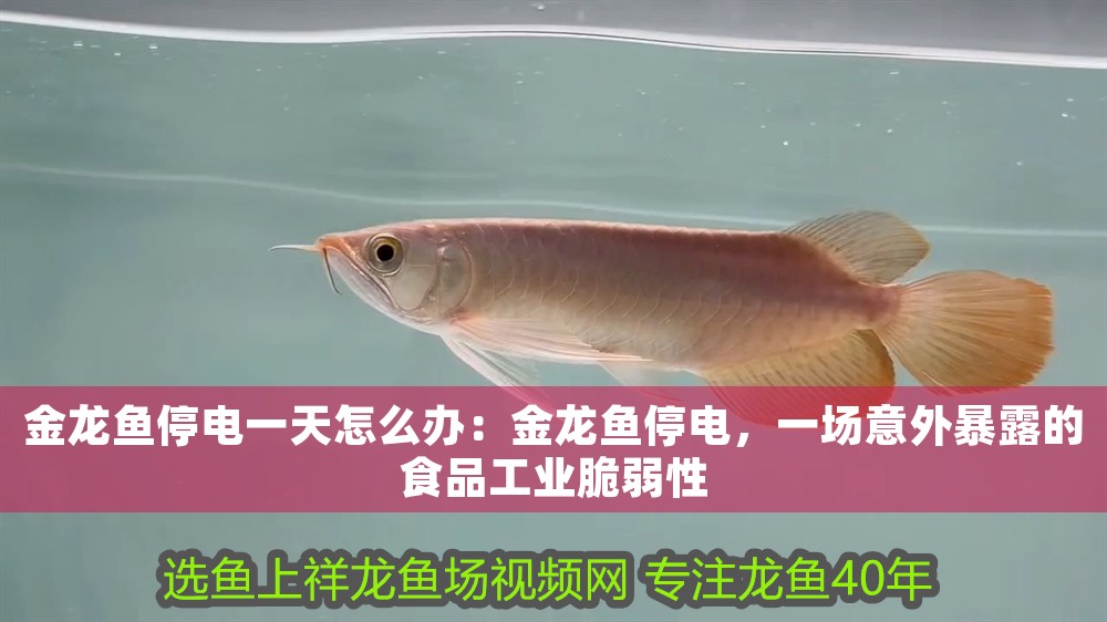 金龍魚停電一天怎么辦：金龍魚停電，一場意外暴露的食品工業(yè)脆弱性