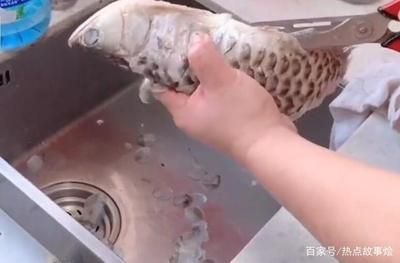龍魚趴地不吃東西了會死嗎為什么：龍魚趴地不吃東西了會死嗎 龍魚趴地不吃東西了會死嗎為什么：龍魚趴地不吃東西了會死嗎 龍魚百科 第2張