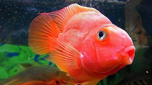 鸚鵡魚咬龍魚怎么處理