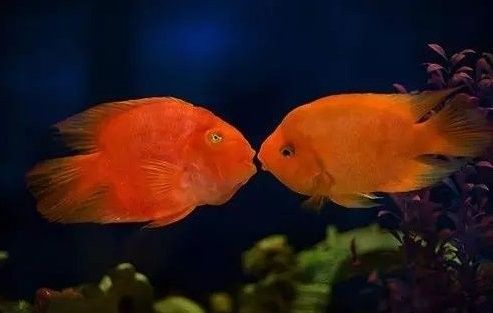 鸚鵡魚咬龍魚怎么處理