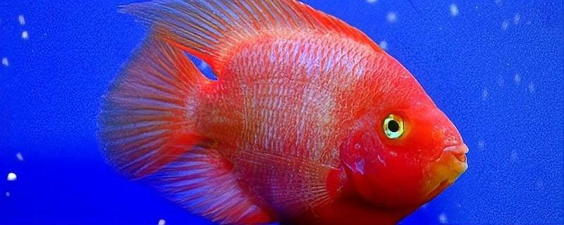 鸚鵡魚咬龍魚怎么處理