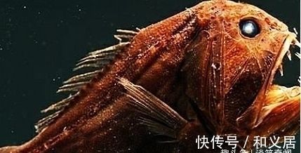 為什么金龍魚喜歡黑暗環(huán)境（為什么金龍魚偏愛黑暗環(huán)境？）