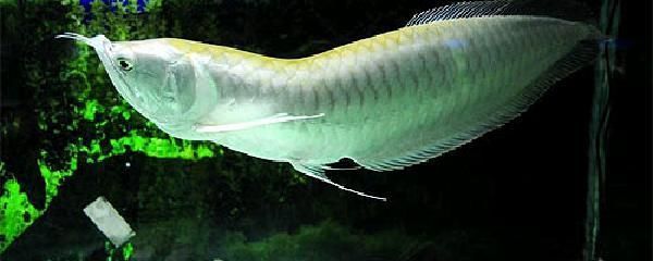 銀龍魚pH值調節方法：調節銀龍魚缸ph值的方法