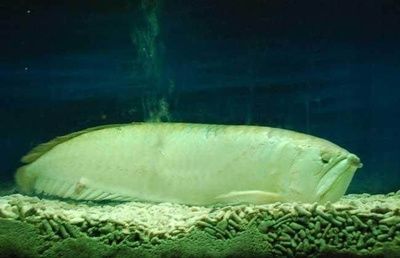 銀龍魚pH值調節方法：調節銀龍魚缸ph值的方法