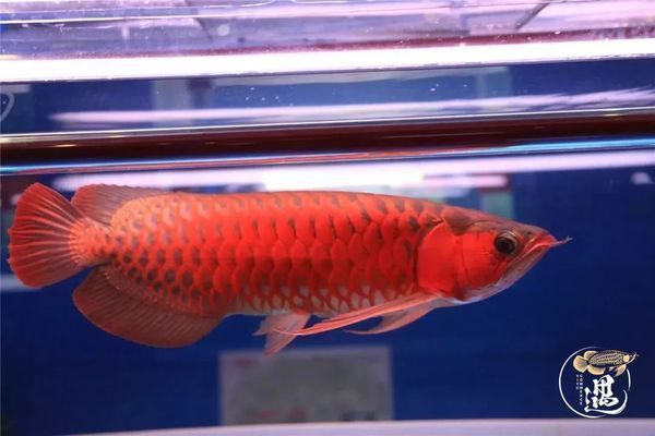龍魚發色用什么燈光好呢視頻:如何選擇和使用金龍魚的燈光 龍魚百科 第3張 龍魚發色用什么燈光好呢視頻:如何選擇和使用金龍魚的燈光 龍魚發色用什么燈光好呢視頻:如何選擇和使用金龍魚的燈光 龍魚百科 第3張