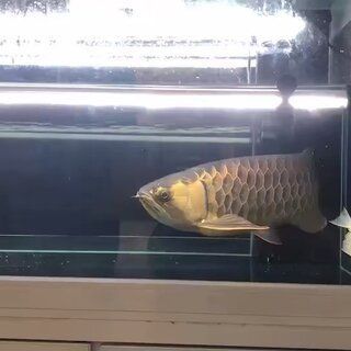 如何區分金龍魚炮彈頭真假：如果在市場上遇到聲稱是炮彈頭金龍魚的個體，如何區分金龍魚真假 如何區分金龍魚炮彈頭真假：如果在市場上遇到聲稱是炮彈頭金龍魚的個體，如何區分金龍魚真假 龍魚百科 第2張
