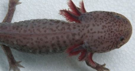 六角恐龍魚能走嗎（六角恐龍魚的生活環(huán)境，六角恐龍魚的飼養(yǎng)技巧）