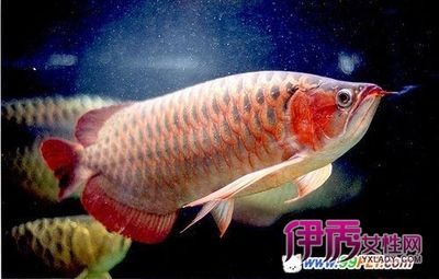 家庭適合養金龍魚嗎(養金龍魚在家里是否適合?) 龍魚百科 第1張 家庭適合養金龍魚嗎(養金龍魚在家里是否適合?) 家庭適合養金龍魚嗎(養金龍魚在家里是否適合?) 龍魚百科 第1張
