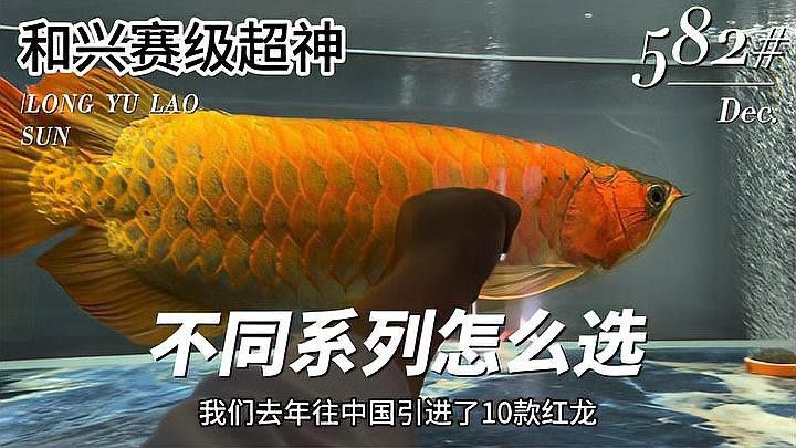如何區(qū)分不同等級的紅龍？