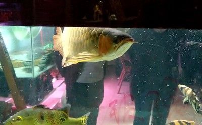 金龍魚孵化小魚的過程是個充滿挑戰和精細呵護的過程：關于金龍魚孵化小魚的一些詳細信息 金龍魚孵化小魚的過程是個充滿挑戰和精細呵護的過程：關于金龍魚孵化小魚的一些詳細信息 龍魚百科 第3張