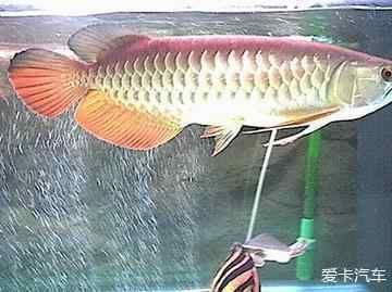 練手龍魚和金龍魚的區別：練手龍魚和金龍魚有什么區別？