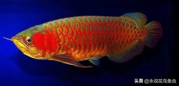 紅龍魚什么品種好養(yǎng)（紅龍魚什么品種最好-紅龍魚什么品種好）