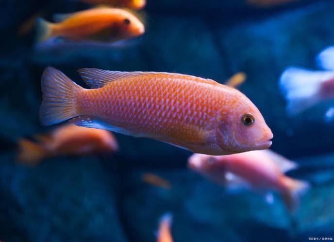 武漢紅龍魚價格及圖片欣賞