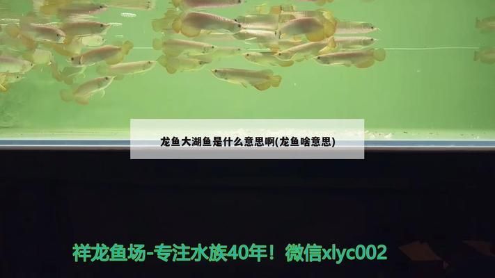 龍魚中的大湖魚是什么意思，大湖魚養殖技術揭秘,大湖魚市場價格趨勢,如何辨別優質大湖魚