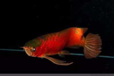 龍魚(yú)用亞甲基藍(lán)多少致死：龍魚(yú)使用亞甲基藍(lán)多少致死