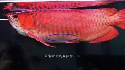 龍魚(yú)多少公分開(kāi)側(cè)燈好：龍魚(yú)開(kāi)側(cè)燈的最佳尺寸