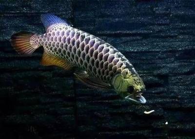 龍魚掉鱗能恢復和原來一樣嗎：龍魚吃小魚多久能消化掉