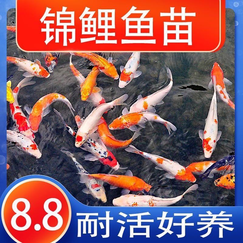 萌寵水世界小店的魚苗來源可靠嗎？ 萌寵水世界小店的魚苗來源可靠嗎？ 龍魚百科 第7張