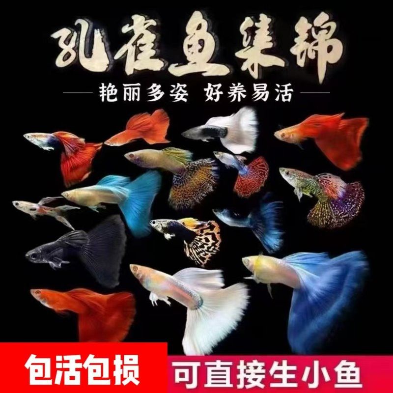 萌寵水世界小店的魚苗來源可靠嗎？ 萌寵水世界小店的魚苗來源可靠嗎？ 龍魚百科 第8張