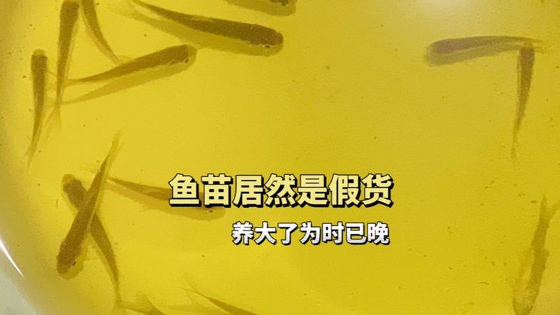 萌寵水世界小店的魚苗來源可靠嗎？ 萌寵水世界小店的魚苗來源可靠嗎？ 龍魚百科 第12張