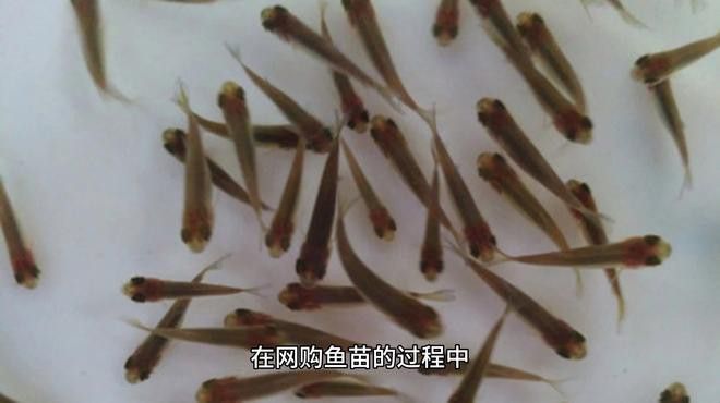 萌寵水世界小店的魚苗來源可靠嗎？ 萌寵水世界小店的魚苗來源可靠嗎？ 龍魚百科 第13張