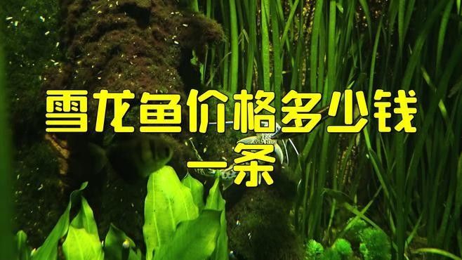 雪龍魚苗和成魚的價格差異大嗎？