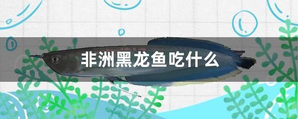 龍魚要24小時打氧氣：龍魚是否需要24小時持續打氧氣