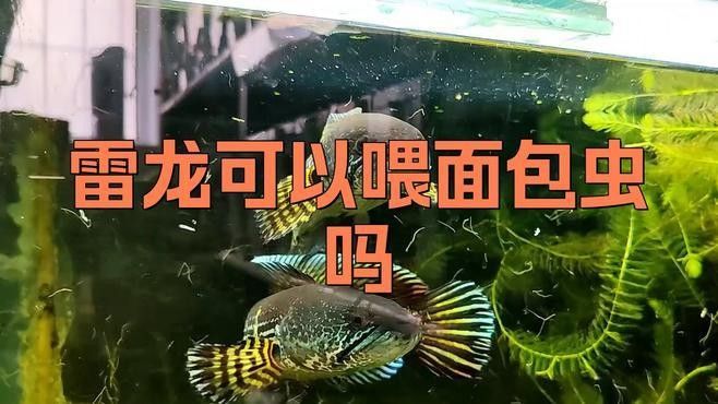 雷龍魚吃面包蟲干嗎