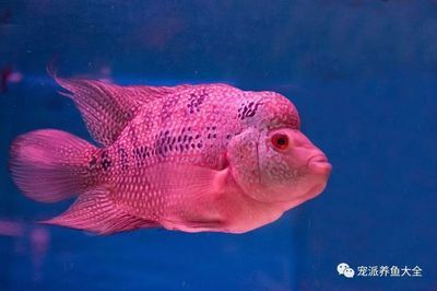 迷你龍魚體型最小的龍魚多大了：養殖迷你龍魚需要注意什么