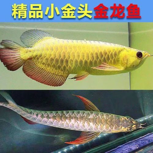 過背金龍魚多少錢一條啊圖片 過背金龍魚多少錢一條啊圖片 龍魚百科 第10張