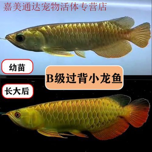 過背金龍魚多少錢一條啊圖片 過背金龍魚多少錢一條啊圖片 龍魚百科 第11張