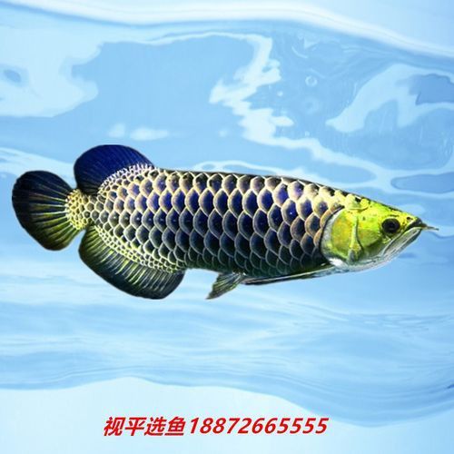 過背金龍魚多少錢一條啊圖片 過背金龍魚多少錢一條啊圖片 龍魚百科 第25張