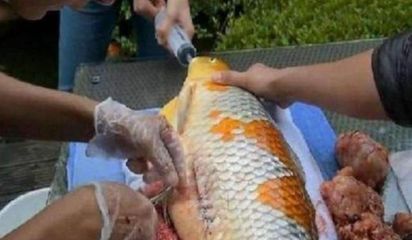 金龍魚做眼睛手術可以吃嗎：金龍魚做眼睛手術后可以吃魚嗎？ 金龍魚做眼睛手術可以吃嗎：金龍魚做眼睛手術后可以吃魚嗎？ 龍魚百科 第2張