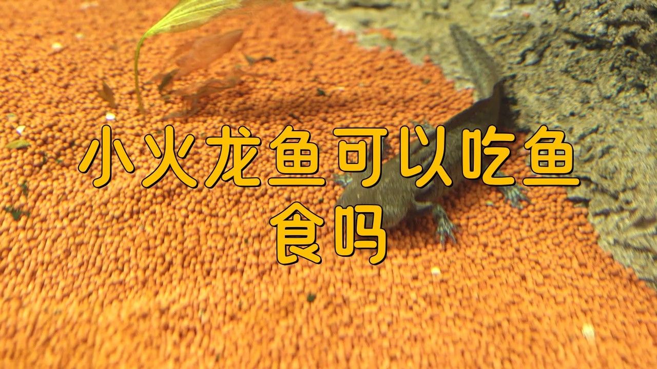 火龍魚可以吃魚食嗎