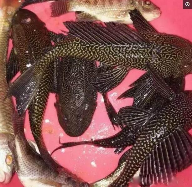 銀龍魚屬于入侵物種嗎（銀龍魚屬于外來入侵物種嗎？）