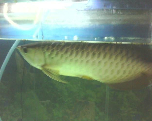 藍背金龍魚多少錢一只圖片 藍背金龍魚多少錢一只圖片 龍魚百科 第6張
