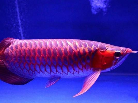 紅龍魚發色過程詳解：紅龍魚發色過程的詳細解析