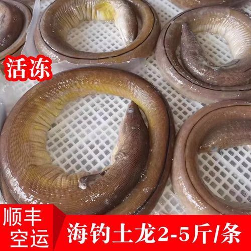 土龍魚的圖片