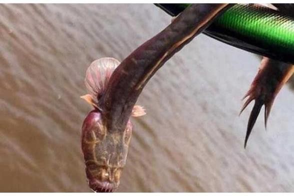 土龍魚的圖片