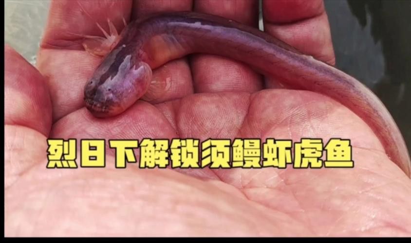 土龍魚的圖片