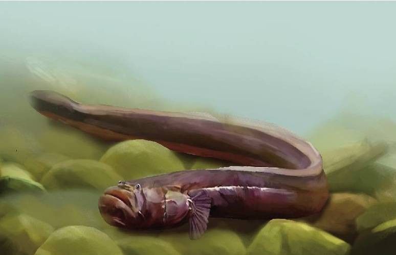 土龍魚的圖片