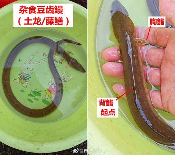 土龍魚的圖片