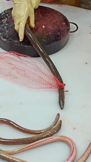 土龍魚的圖片