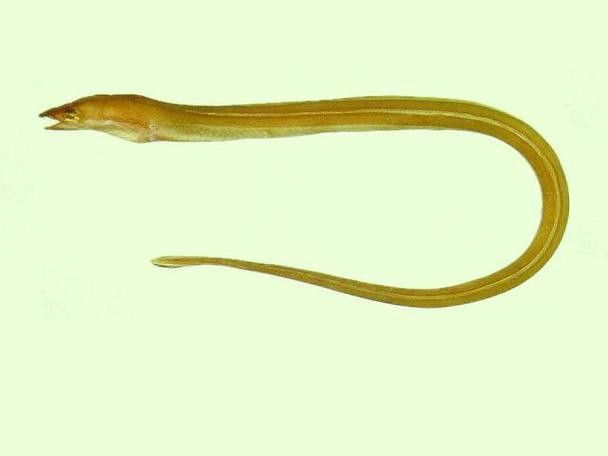 土龍魚的圖片